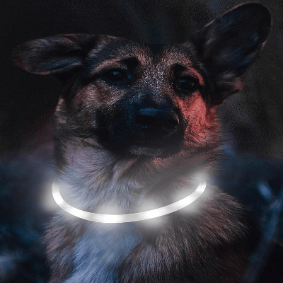 Collier Chien - DogCollarLight™ - Blanc - Chien Trotteur