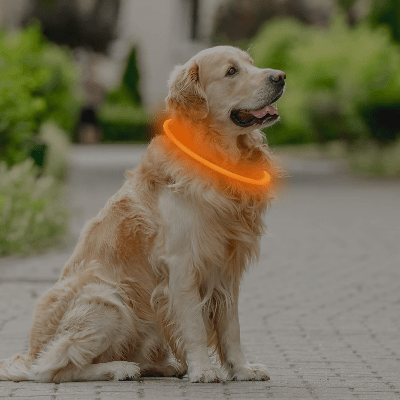 Collier Chien - DogCollarLight™ - Orange - Chien Trotteur
