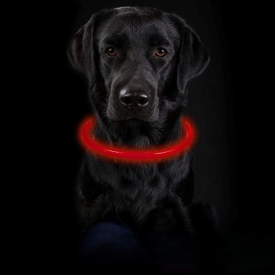 Collier Chien - DogCollarLight™ - Rouge - Chien Trotteur