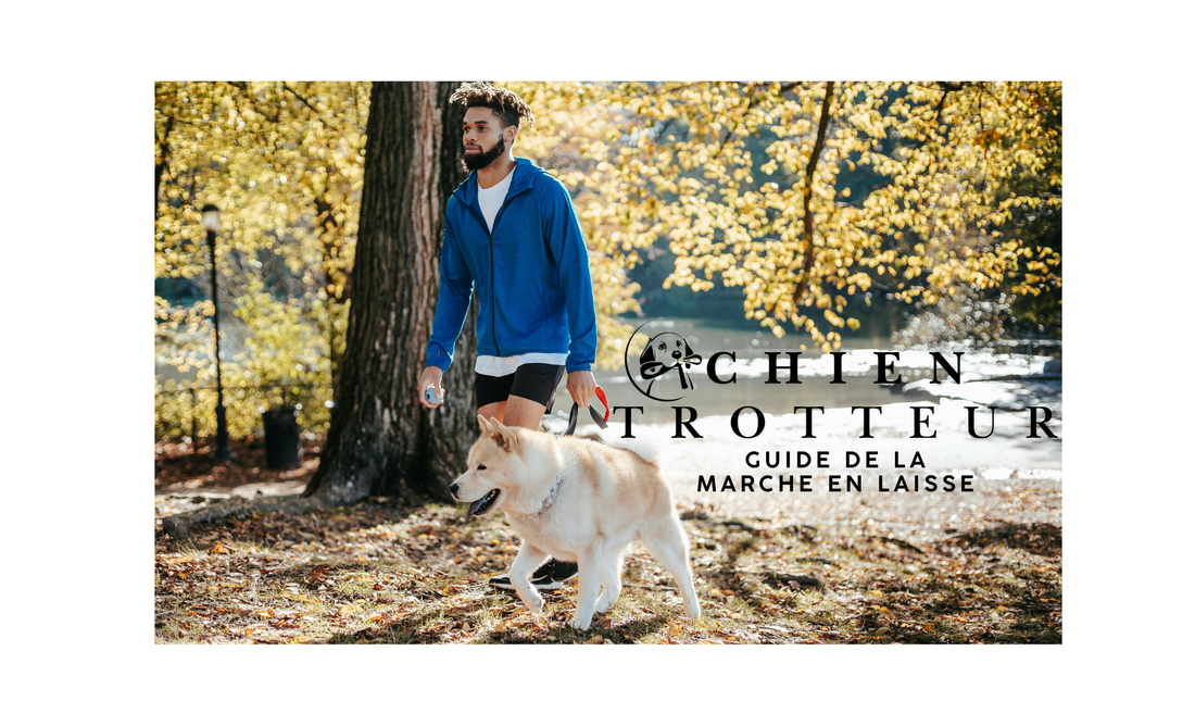 chien en promenade avec son maitre avec laisse de chien