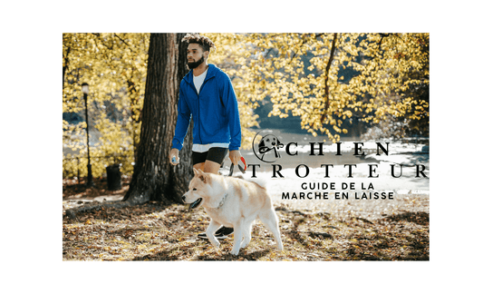 Laisse de chien : Guide complet de la promenade en laisse - Chien Trotteur