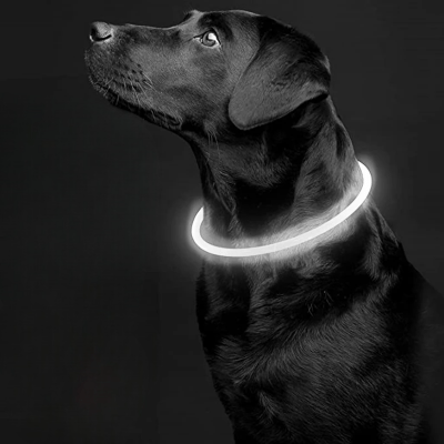 Collier Chien - DogCollarLight™ - Blanc - Chien Trotteur