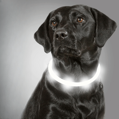 Collier Chien - DogCollarLight™ - Blanc - Chien Trotteur