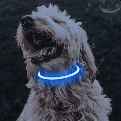 Collier Chien - DogCollarLight™ - Bleu - Chien Trotteur