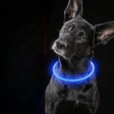 Collier Chien - DogCollarLight™ - Bleu - Chien Trotteur