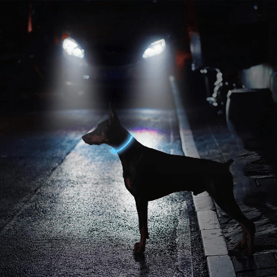 Collier Chien - DogCollarLight™ - Bleu - Chien Trotteur
