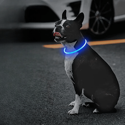 Collier Chien - DogCollarLight™ - Bleu - Chien Trotteur