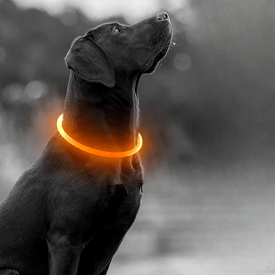 Collier Chien - DogCollarLight™ - Jaune - Chien Trotteur