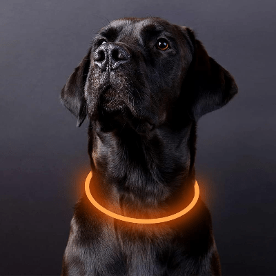 Collier Chien - DogCollarLight™ - Jaune - Chien Trotteur