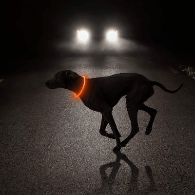 Collier Chien - DogCollarLight™ - Jaune - Chien Trotteur