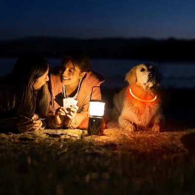 Collier Chien - DogCollarLight™ - Jaune - Chien Trotteur
