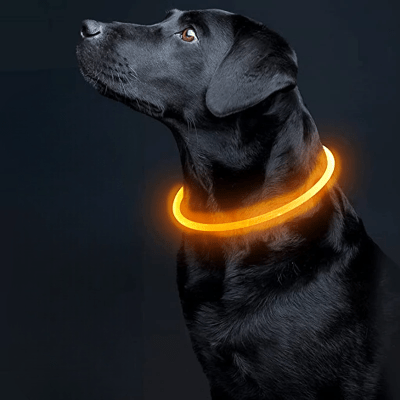 Collier Chien - DogCollarLight™ - Orange - Chien Trotteur