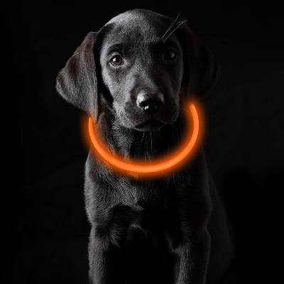 Collier Chien - DogCollarLight™ - Orange - Chien Trotteur