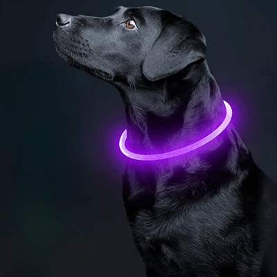 Collier Chien - DogCollarLight™ - Rose - Chien Trotteur
