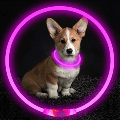 Collier Chien - DogCollarLight™ - Rose - Chien Trotteur