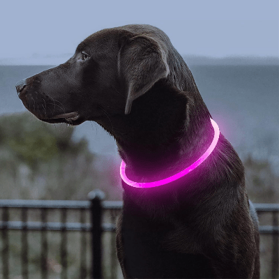 Collier Chien - DogCollarLight™ - Rose - Chien Trotteur