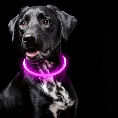 Collier Chien - DogCollarLight™ - Rose - Chien Trotteur