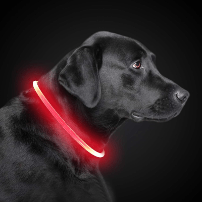 Collier Chien - DogCollarLight™ - Rouge - Chien Trotteur
