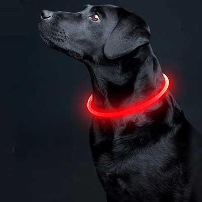 Collier Chien - DogCollarLight™ - Rouge - Chien Trotteur