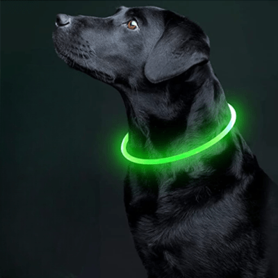 Collier Chien - DogCollarLight™ - Vert - Chien Trotteur