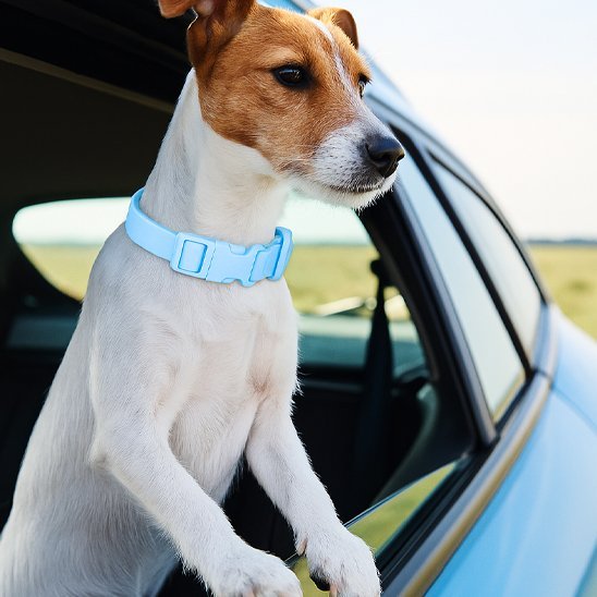 Collier chien | Durable & Élégant - Chien Trotteur