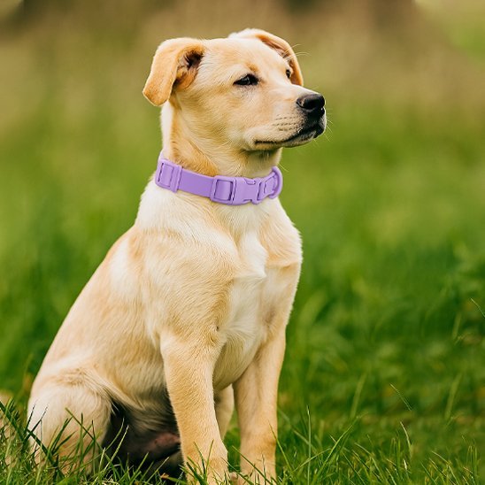 Collier chien | Durable & Élégant - Chien Trotteur