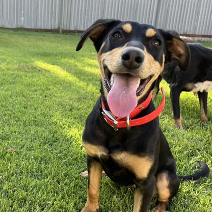 Collier chien | Durable & Tendance - Chien Trotteur