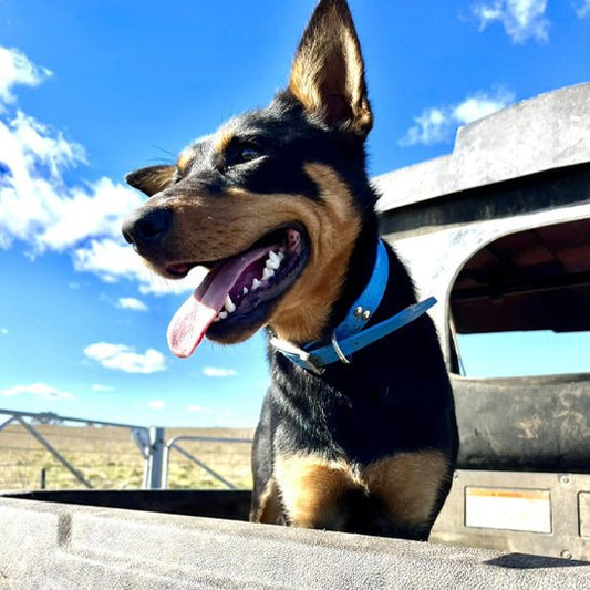 Collier chien | Durable & Tendance - Chien Trotteur