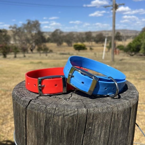 Collier chien | Durable & Tendance - Chien Trotteur