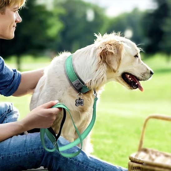 Collier chien | Élégance Ajustable - Chien Trotteur