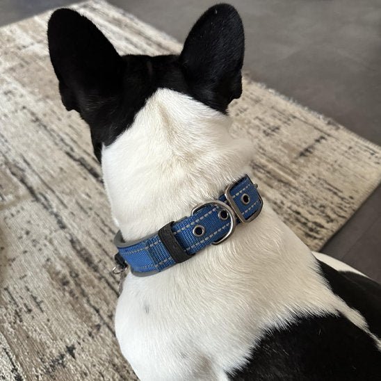 Collier chien | Élégance Ajustable - Chien Trotteur