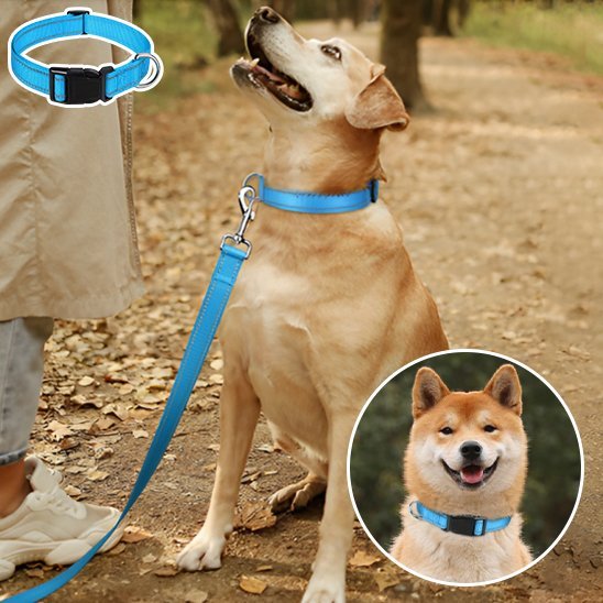 Collier pour chien | Durable & Stylé - Chien Trotteur