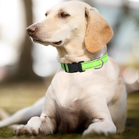 Collier pour chien | Durable & Stylé - Chien Trotteur