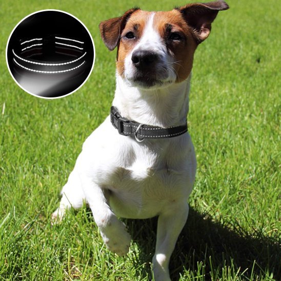 Collier pour chien | Durable & Stylé - Chien Trotteur