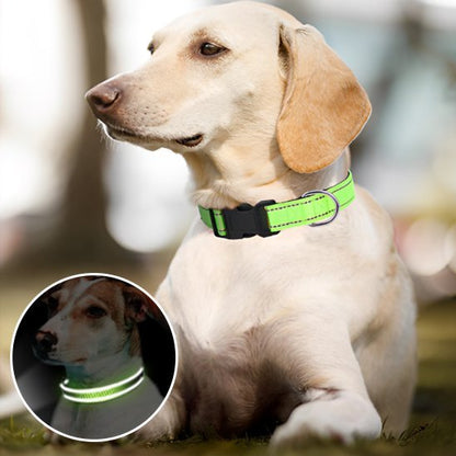 Collier pour chien | Durable & Stylé - Chien Trotteur