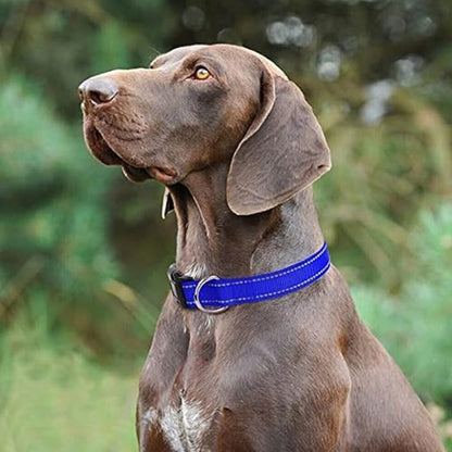 Collier pour chien | Durable & Stylé - Chien Trotteur