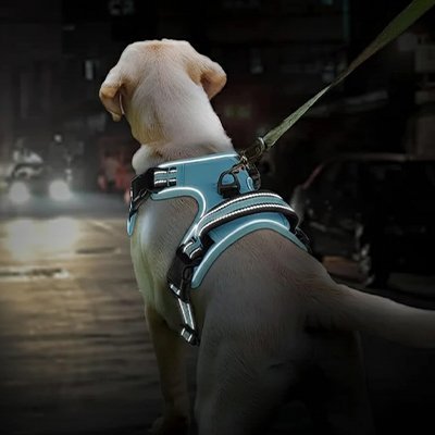 Harnais chien | Confort Sécurité - Chien Trotteur