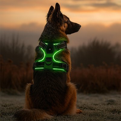 Harnais chien | LUMINEUX - LED - Chien Trotteur