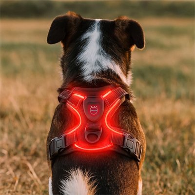 Harnais chien | LUMINEUX - LED - Chien Trotteur