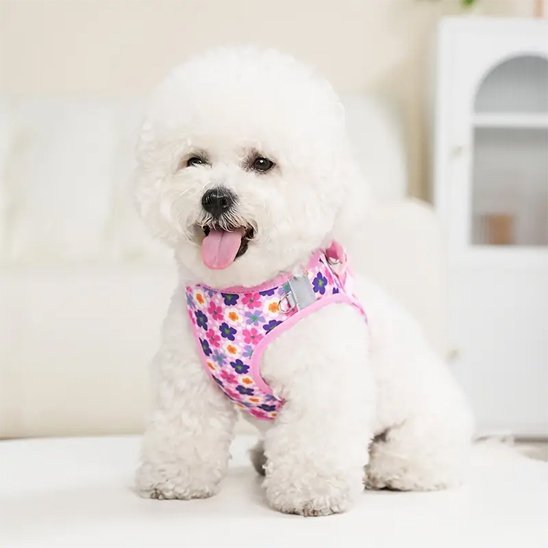Harnais petit chien | ComfyPaws - Chien Trotteur