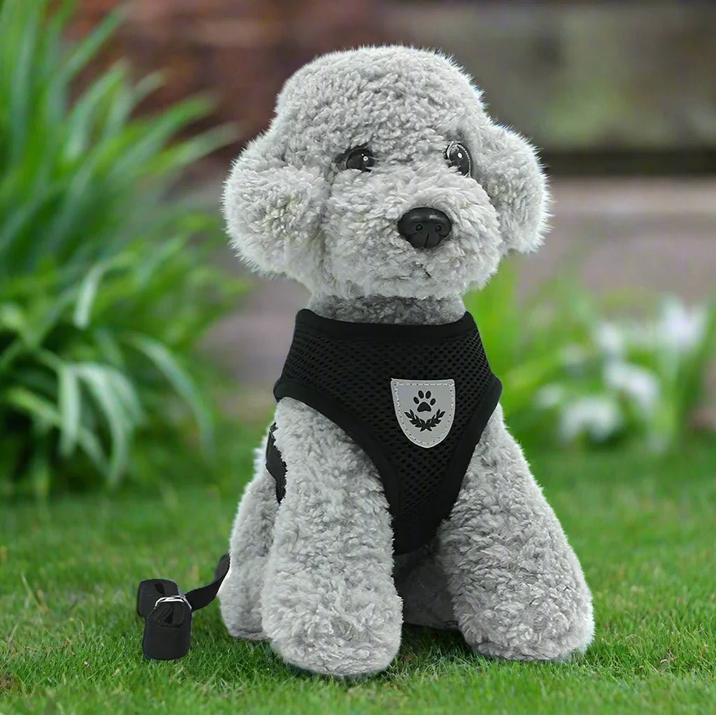 Harnais Petit Chien - DogHarnessLeadLeash™ - Noir - Chien Trotteur
