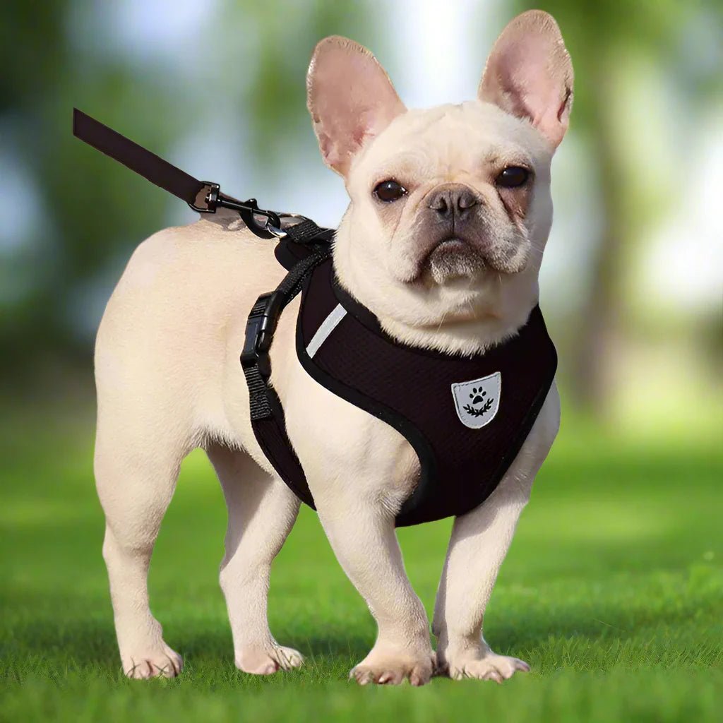Harnais Petit Chien - DogHarnessLeadLeash™ - Noir - Chien Trotteur