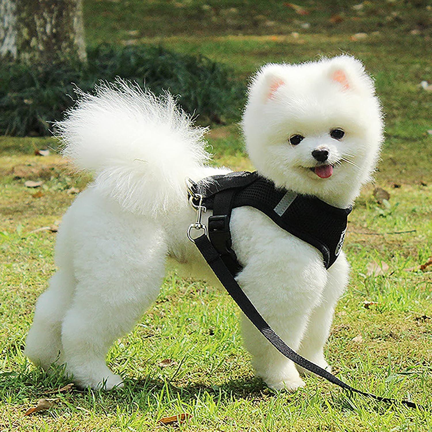Harnais Petit Chien - DogHarnessLeadLeash™ - Noir - Chien Trotteur