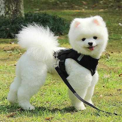 Harnais Petit Chien - DogHarnessLeadLeash™ - Noir - Chien Trotteur