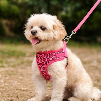 Harnais petit Chien | STYLE - LÉOPARD - Chien Trotteur