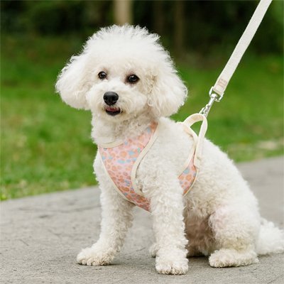 Harnais petit Chien | STYLE - LÉOPARD - Chien Trotteur