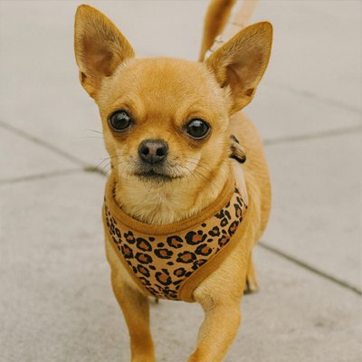 Harnais petit Chien | STYLE - LÉOPARD - Chien Trotteur