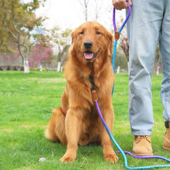 Harnais pour chien | design - bicolore - Chien Trotteur