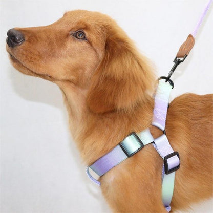 Harnais pour chien | design - bicolore - Chien Trotteur