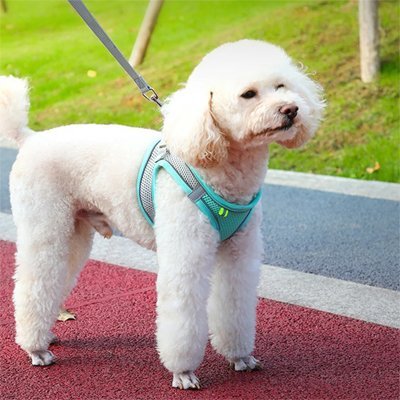 Harnais pour petit Chien | ComfortPlus - Chien Trotteur